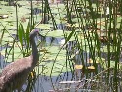 Closeup of Sandhill Crane, Waterliles, Reeds in a Wetland Stock Footage