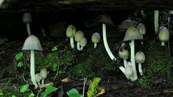 Mushrooms growing in the forest 4K Stock Footage