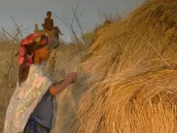 MS Shot of bush woman grabbing straw and placing it on roof of hut / Limpopo, South Africa Stock Footage