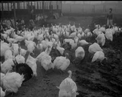 FORETASTE OF CHRISTMAS News Clip