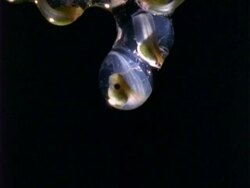 Red-eyed tree frog tadpole, cu hatches/falls in water drop.  Panama. Stock Footage