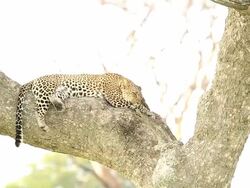 Leopard Sleeping Stock Footage