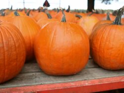 Pumpkins on the back of a truck Stock Footage
