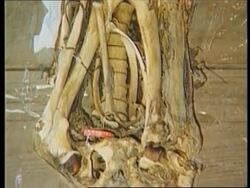 PHILIPPINES: BENGUET: MUMMIFIED REMAINS OF A PAST LEADER News Clip