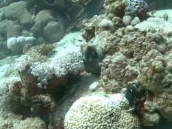 Octopus (unknown species) hides in tight crevice by clapper coral  Stock Footage