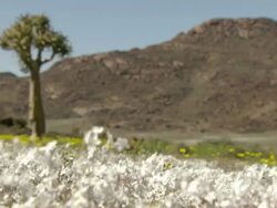 WS ZI R/F Shot of Quiver tree surrounded by Namaqualand daisies with granite boulder strewn hill and small white flowers swaying / Namaqualand, Northern Cape, South Africa Stock Footage
