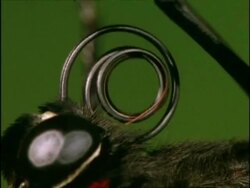 ECU Proboscis of newly emerged Cairns Birdwing Butterfly (Ornithoptera priamus), Australia Stock Footage