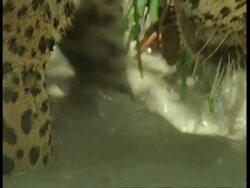 BCU Jaguar pawing and searching muddy pool, South America Stock Footage