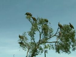Low Angle - Vultures roost in the top of a tree in Africa / Kenya Stock Footage