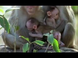 CU Bonnet Monkey mothers and babies relaxing, India Stock Footage