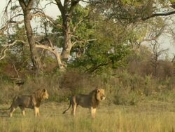 MS TS Shot of lions walking through various vegetation / Okavango Delta, North-West District, Botswana Stock Footage