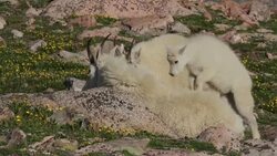MS shot of a mountain goat nanny with her baby/kid standing on her back in a field of wild flowers Stock Footage