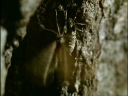 MCU Male Winter Moth (Operophtera brumata) flutters and mounts wingless female, at night, UK Stock Footage