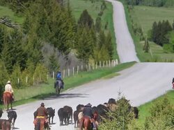Cowgirls and Cowboys herding cattle along road Stock Footage