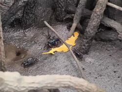 Black crabs in the mangrove forest. Stock Footage