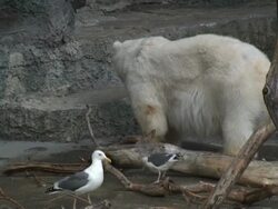 Looking For Some Grub Stock Footage