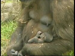 Gorilla, mother and baby, chewing mother sitting cradling young baby, CU, Israel Stock Footage