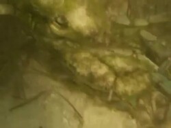 Underwater krab 5 Stock Footage