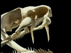 CU side view of front fanged Spitting Cobra Snake Skull against black background, sequence; SEQUENCE OF CLIPS, SPECIAL TERMS APPLY Stock Footage