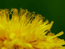 R/F Macro shot of dandelion Stock Footage