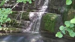 HD: Discovering The Forest Stock Footage