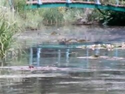 Monet's Lillies Stock Footage