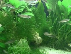 Fish in large aquarium Stock Footage