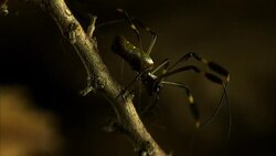 An orb-weaver spider climbs down a branch, stretching silk threads with its legs to build a web. Stock Footage