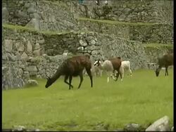 Llamas eating on terrace, Machu Picchu, MS, Peru Stock Footage