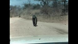 Baboon in Kruger National Park Stock Footage