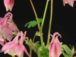 European Columbine blooming over black Stock Footage