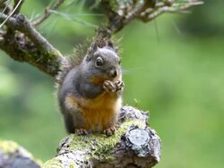 squirrel on branch eating nut Stock Footage