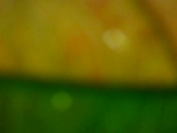 HD 1080i Grit Abstract with leaf veins 3 Stock Footage