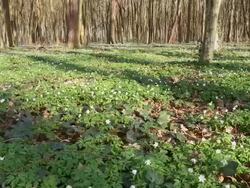 HD TIME LAPSE: Forest In Shadows Stock Footage