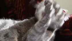 Little red kitten licking paw on the bed Stock Footage