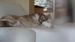 Siberian Husky dog - Stock Video Stock Footage