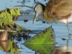 CU TS TU Shot of Juvenile African jacana foraging among Day water lily pads and flowers in water channel / Okavango Delta, North West District, Botswana Stock Footage