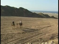 WA Bedouin man and woman riding camels across sand towards small tree, leading third camel, Egypt Stock Footage