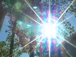 Sun flare through tree (NTSC) Stock Footage