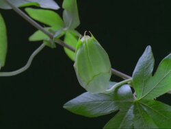T/L Passion Flower - bud opens to flower, plant and black background Stock Footage