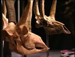 Extreme Mammals on show in New York News Clip
