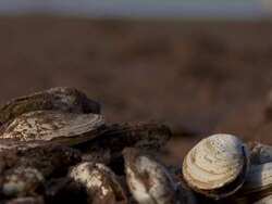 Oyster Stock Footage