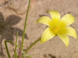 MS View of Single yellow cupped shaped flower on stem / Namaqualand, Northern Cape, South Africa Stock Footage