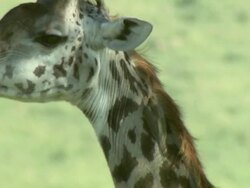 Close Up - A giraffe chews and twitches its ears / Kenya Stock Footage