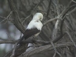 CU South pied babbler sitting on dead tree / Kalahari, Northern Cape, South Africa  Stock Footage