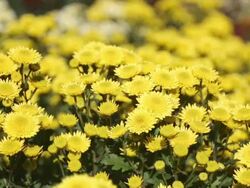 autumn flowering chrysanthemums Stock Footage