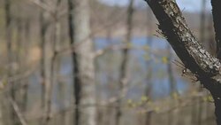 Forest in spring Stock Footage