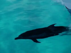 MS TS Single spotted dolphin swimming surface in ocean / At sea, At sea, Bahamas Stock Footage