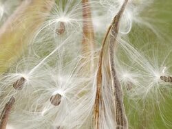 MS Shot of Butterfly milkweed seed pods / Tweed, Ontario, Canada Stock Footage
