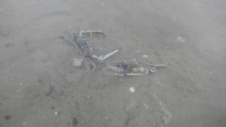 Crabs Fighting Stock Footage